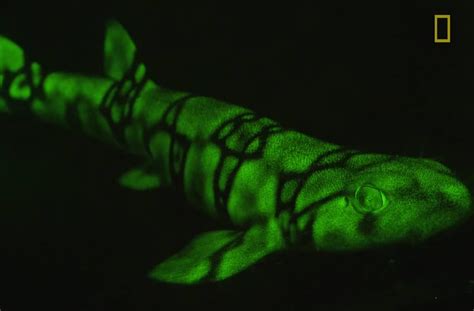 Neon sharks caught on camera. | Glow fish, Shark, Swell shark