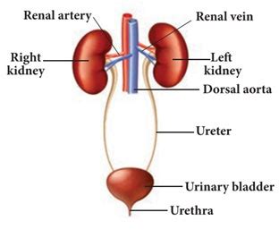 The Excretory System of Humans - Kidney, ureters, & Bladder [MCQs + FAQs]