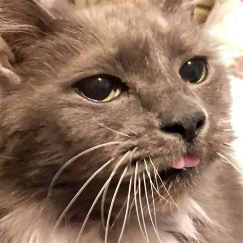 Blep Cat Memes - Imgflip