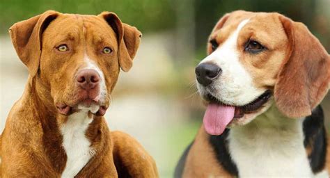 79+ Beagle Red Nose Pit Mix Photo - Codepromos