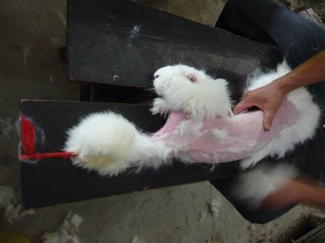 Angora Fur Trade: The Horrifying Rabbit Torture that Creates your Christmas Jumper [GRAPHIC PHOTOS]