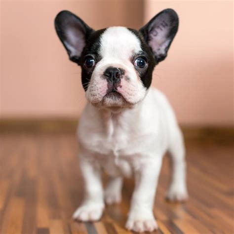 Best French Bulldog Black And White in the world Check it out now ...