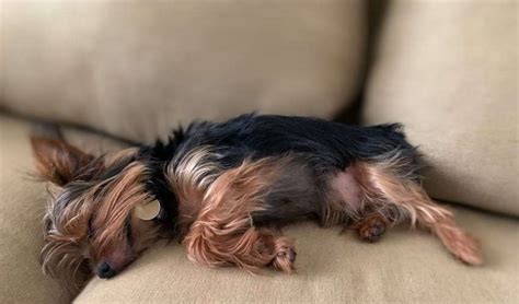 How Long Do Yorkies Sleep? Habits & Needs Explained