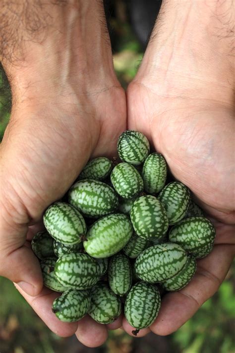 How to Grow Cucamelons (Mouse Melons)