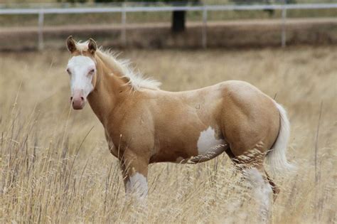 25+ Photo of a palomino paint horse info | horsestabledesigns