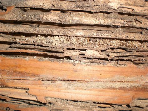 Termites Wood Damage With Pictures