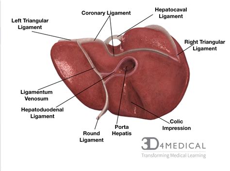 Ligaments Of The Liver Posterosuperior View Liver