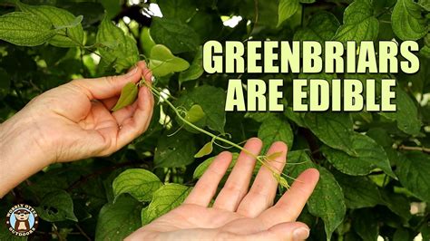 Greenbriars are Edible - ID, Harvest, Cook & Eat - YouTube