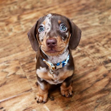 37+ Teacup Dachshund Puppy Pic - Bleumoonproductions