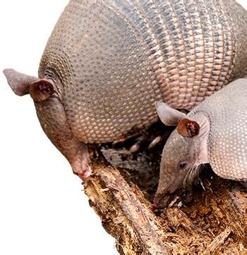 Armadillo Facts | Learn About Armadillos - Havahart®