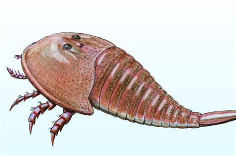 Scientists Find Giant Sea Scorpion Fossils 1.1 Meters Long - World Today News