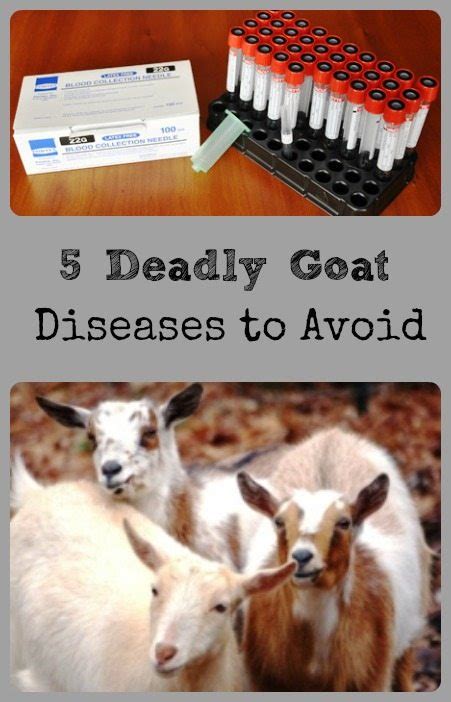 5 Fatal Goat Diseases To Avoid - Better Hens & Gardens