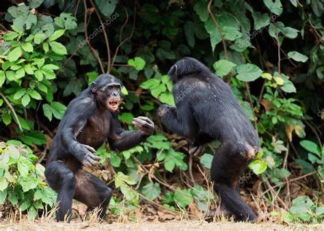 Fighting Chimpanzee — Stock Photo © SURZet #39400187