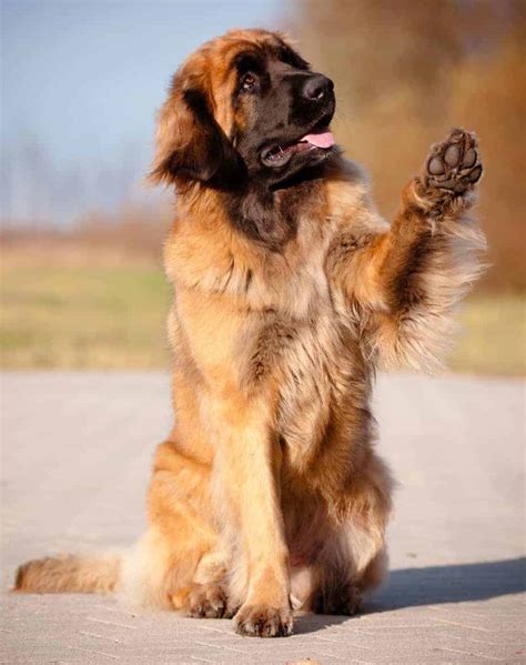 Leonberger: Gentle giant enjoys spending time with people