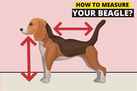 How to Measure a Beagle's Height (in 5 Steps) - Beagle Care