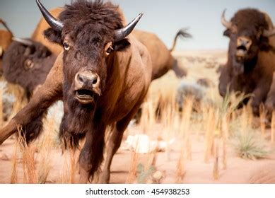 7,415 Buffalo Running Royalty-Free Images, Stock Photos & Pictures ...