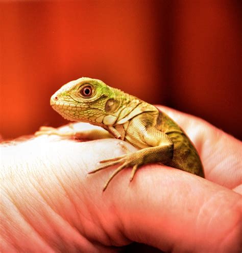 Feeding a Baby Iguana