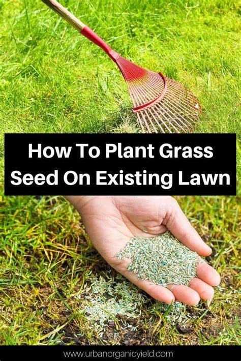 How To Plant Grass Seed On Existing Lawn | Planting grass, Overseeding ...