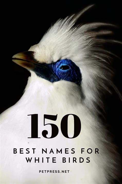 Top 150 Best Names for White Birds - PetPress