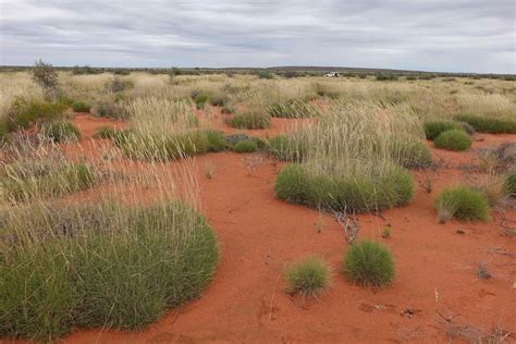 Mysterious spinifex grass rings of the Australian outback may be caused by microbes - ABC News