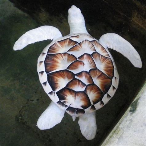 Albino Turtle | Albino animals, Weird animals, Rare animals