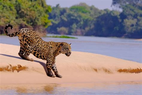 How To Visit The Pantanal - Horizon Guides