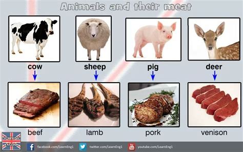 Animals and their meat. | English vocabulary words learning, English idioms, English vocab