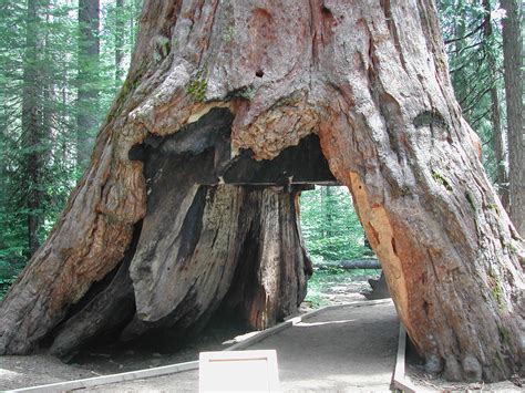 California 'Tunnel Tree' Brought Down By Storm | TIME