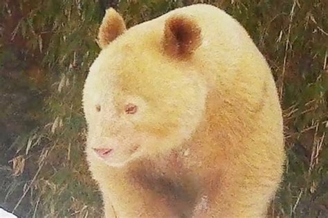 Albino panda believed to be 'only one of its kind' spotted living in ...