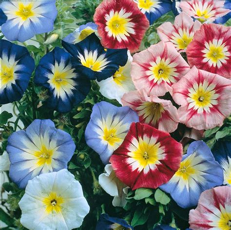 Seminte si plante de gradina hobby: Convolvulus tricolor mix