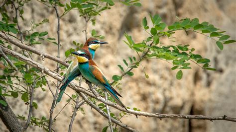 Two European Bee-Eaters standing on a branch - Merops apiaster image - Free stock photo - Public ...