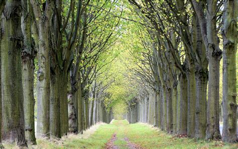 Herbst Allee Foto & Bild | landschaft, alleen, bäume Bilder auf fotocommunity