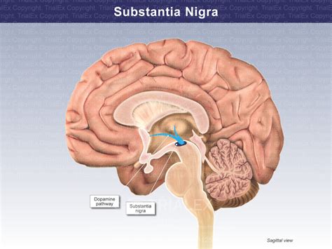 Substantia Nigra - TrialQuest Inc.