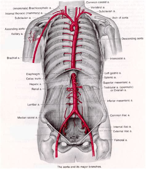 aorta aortic artery aneurysm anatomy location - Austin Vascular Surgeons | Vascular & Vein ...