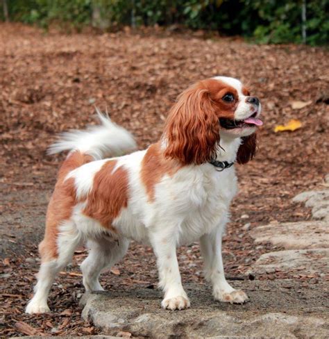 Cocker Spaniel Haircut, Cocker Spaniel Breeds, Spaniel Puppies, Dogs ...