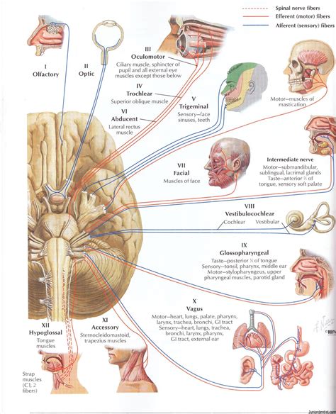 Description of the 12 cranial nerves