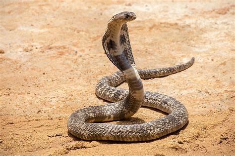 How Many Types Of Cobras Are There? Which Species Are Most Venomous ...