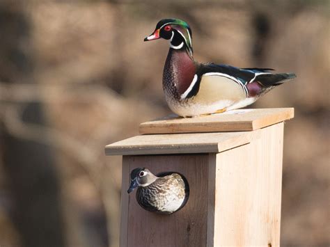 Wood Duck Nest Boxes — Ducks Unlimited Canada