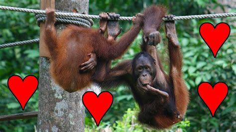 Juvenile Orangutan Practicing Sex - YouTube