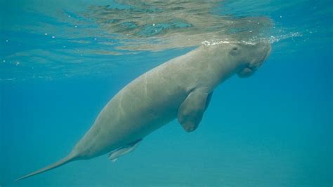 Dugong deaths on par with whales: activist | NT News