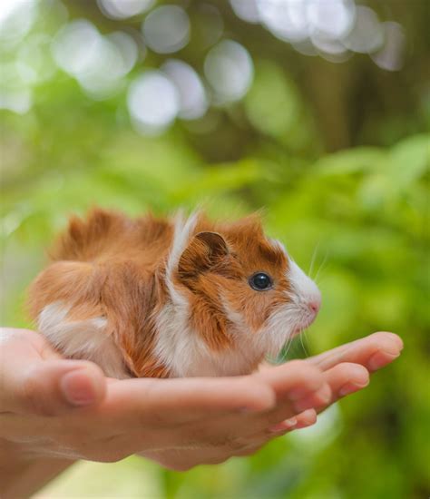 Schattige cavia-namen - 200 unieke namen om uit te kiezen | Creative Saplings