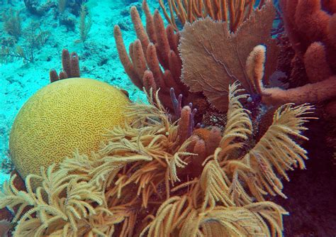 History repeats as coral reefs are devastated - Sep 2020 - JCU Australia