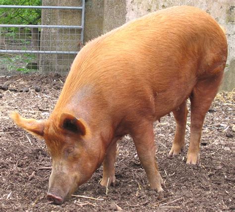 Tamworth Pig: Origin, Characteristics, Uses, Photos