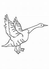 Geese Coloring Pages  Best For Kids sketch template