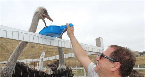 Ostrich farm opens to the public - SouthValley.com