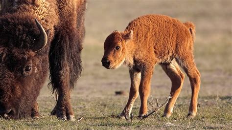 Brown bison cub photo HD wallpaper | Wallpaper Flare