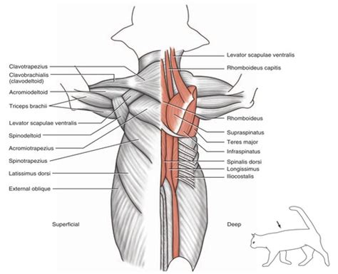 Cat Dissection Lab-Muscles of the Back and Shoulder Flashcards | Quizlet