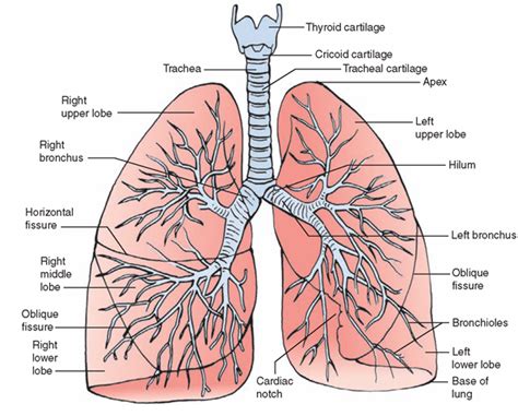 The Respiratory System (Structure and Function) (Nursing) Part 2 ...