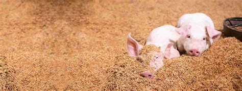 Antioxidant benefits in pig feed - EW Nutrition