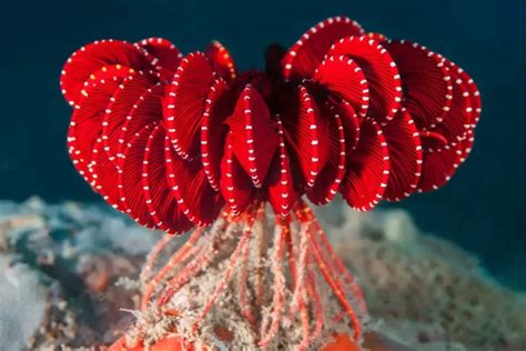 Antarctic Strawberry Feather Star: A Newly Discovered Marine Marvel